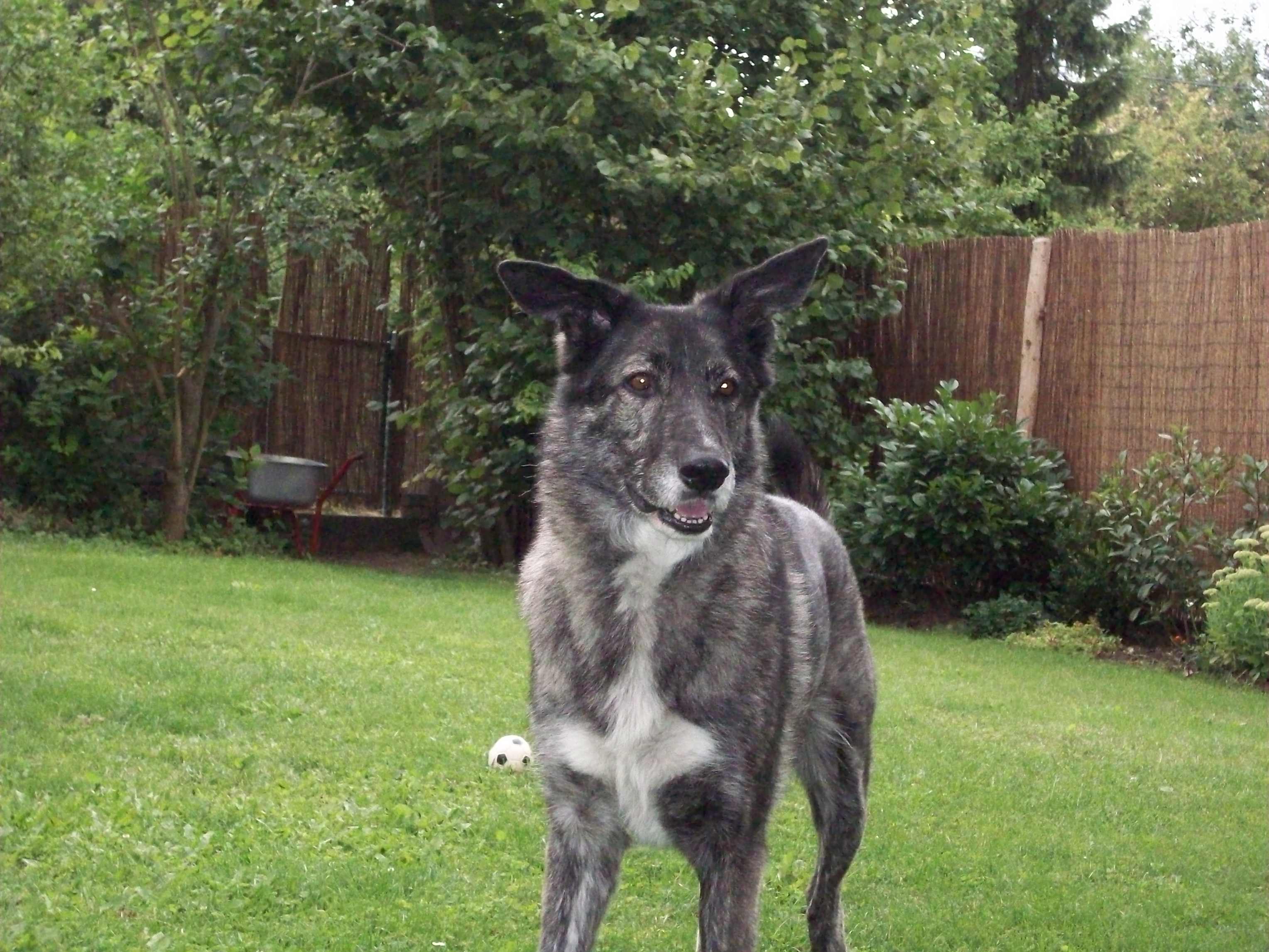 [My] Lady (Bardino, Border Collie, Windhund) Bardino Border Collie Windhund 